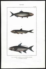 1800's HAND COLORED FISH PRINT Antique Maritime Engraving ANCHOVY Shad & Herring