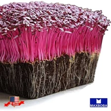 Amaranth Red Garnet Microgreens 9600 Seeds Non-GMO Heirloom