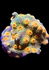 Live Coral Cyphastrea Bloody Mary