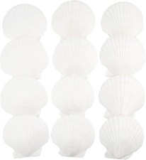 12 PCS Natural Scallop Shells 4 5 Inch White Beach Crafts Wedding