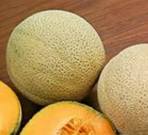 25+ --Hales Best --Heirloom Cantaloupe Seeds --Non-GMO -- Free Shipping USA - Picture 4 of 6