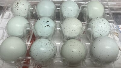 #ad #ad 2 Dozen Celadon True Blue Plus Extras NPIP AI CLEAN. $17.00