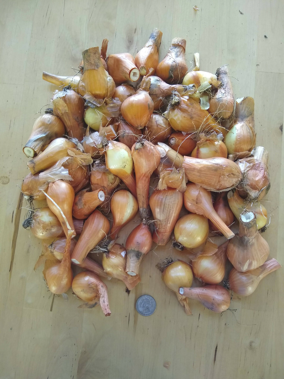 Yellow Potato Onion seeds Heirloom Organic Multiplier Onions eBay