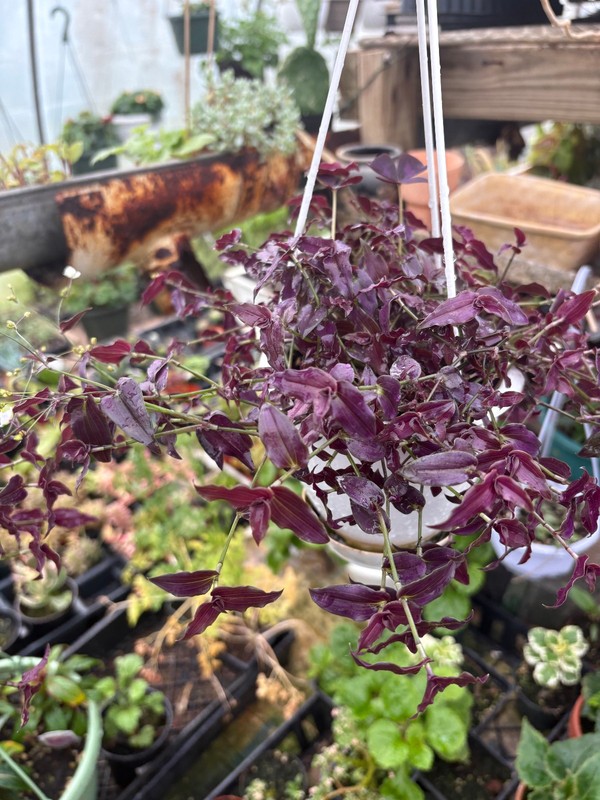 house plant  / bridal"s veil basket / leaves purple