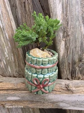 Small Bonsai Tree  Procumbens Nana  Juniper In Bamboo Desigh Pot  6" tall Read