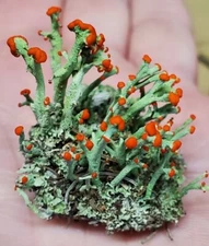 Live British Soldier Lichen for Terrarium, Cladonia, Fairy Garden 3"x4" Bag