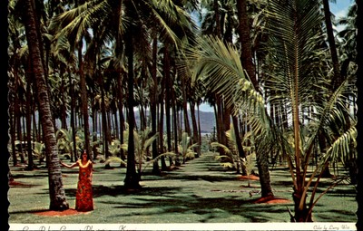 Postcard Ancient Hawaiian Coconut Plantation, Coco Palms Resort, Kauai, HI