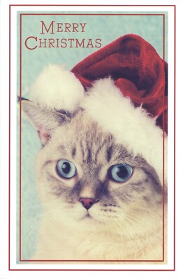 Cute MERRY CHRISTMAS Card, Santa Hat Cat Grumpy by Popular Greetings + Envelope