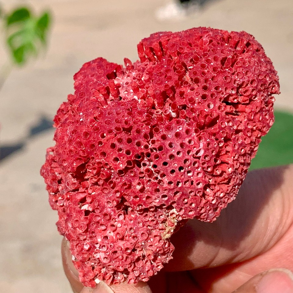 23G Natural Red coral reef Cluster Ocean Mineral Crystal Specimen eBay