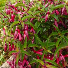 Fuchsia Dying Embers Plant Plugs Crimson Red Flowers Perennial Bushy,