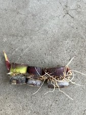 3pcs Rooted Dark Green Sugarcane Cutting Sweet Juicy Ready To Plant