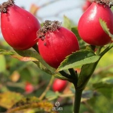 Rosa canina 35 PCS fresh seeds, Dog rose, Rosehip organic