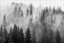 Verschiedene WALD MOTIVE Vlies Fototapete XXL Tapete Bäume Landschaft Natur MIX