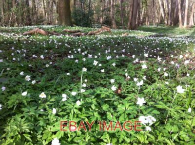 FOTO HOLZANEMONEN HAUFEN COPPICE EINE FEINE AUSSTELLUNG VON HOLZANEMONEN MITTE APRIL