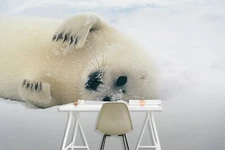 3D Cute Sea Lion ZHUA3323 Wallpaper Wall Murals Removable Self-adhesive Amy