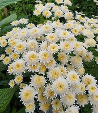 Tanacetum Selma Star HP, Feverfew, Pretty Leaves+Flowers, Bee Friendly 30