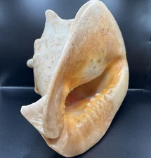 Queen (Emperor) Helmet Conch Shell Cassis Cornuta  10 x 7.5 in- Photos