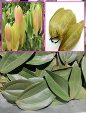 Ceylon Organic True CINNAMON LEAVES Pure Tej Patta Sun Dried 50 Leaf Pcs Quality