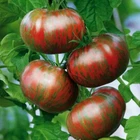 Tomato seёds Amur tiger, Tomato seёds,organic seёds, 0,15 g - #249+ TRACK №