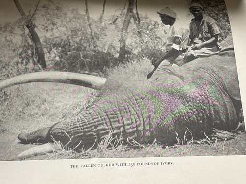 African Adventures von Frederick Patterson - 1928 Erstdruck - Bild 15 von 19