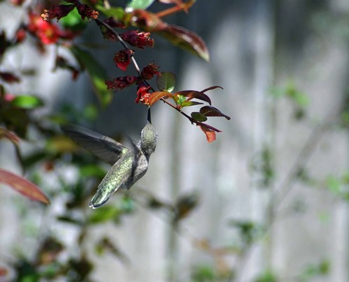 Vivitar Series 1 70-210mm F2.8-4 with Pentax KA Mount - Picture 6 of 6
