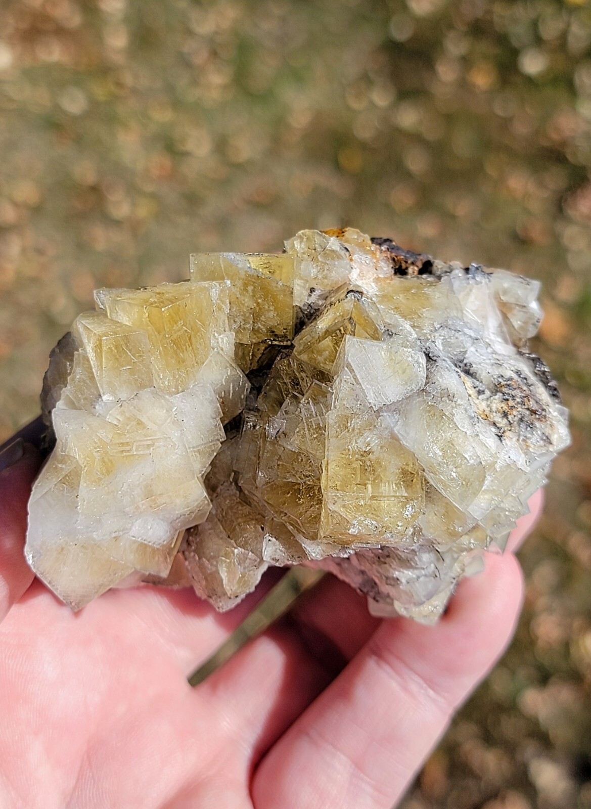 Lemony Yellow Fluorite Crystals Harvest Pocket, Lady Annabella Mine