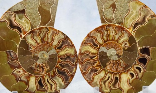 Large Ammonite Pair Great Crystal Cavity 110myo Fossil 180mm XXL 7.2" 4330cc - Picture 8 of 13