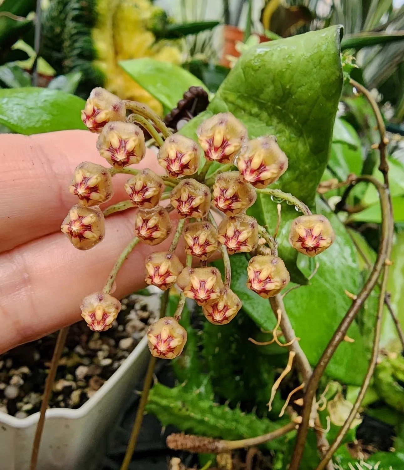 AU STOCK RERA HOYA " MICRANTHA THAILAND " -PLANTS ROOTED SUCCULENT 18-66
Opens in a new window or ta