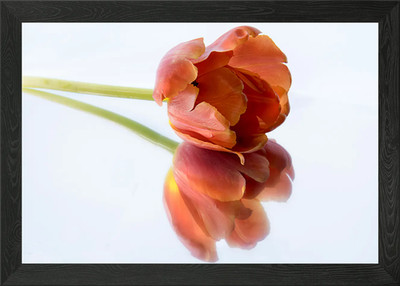 Orange Tulpe Blume Gerahmtes Wandbild Poster Leinwanddruck Bild