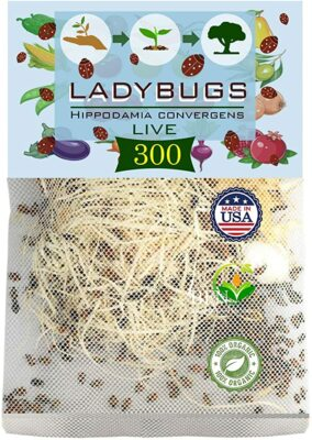 #ad 300 Live Ladybugs for Garden Good Bugs Guaranteed Live Delivery $24.99