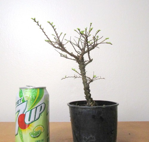 Fat Chinese Seiju Elm for mame shohin bonsai tree tiny leaves - Picture 5 of 6