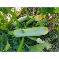 10 Graines De Courgette Blanche Trieste (bio)