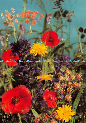 D042920 Bunte Blumen. Anco. Postkarte