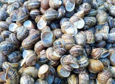 Lumache Gastronomia -Aspersa Muller- Già Spurgate 10kg