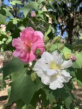 Double Pink Confederate Rose - Hibiscus mutabilis -Cotton Rose- 25 fresh seeds!