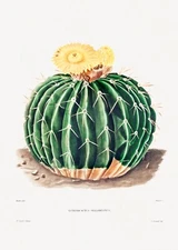 13603.Poster print.Room Wall.Home art design.Cactus collector decor.Parodia