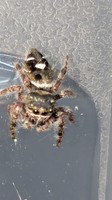 Jumping Spider 12