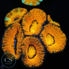 CS TANGERINE DREAM ACAN CHUNK - WYSIWYG LIVE CORAL