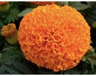 150 x TAGETES ERECTA MARIGOLD TALL SEEDS. 70-80 cm