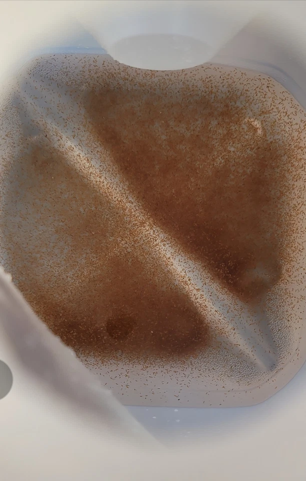 1 Gallon Copepods - Image 3 of 3