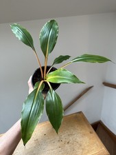 Spider Plant Fire Flash  - Indoor Orange Chlorophytum orchidastrum large 