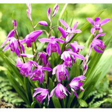 Bletilla striata - bletilla (Vaso quadro 9x9x10 cm) - 20-30cm
