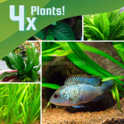 Cichlid Plant Bundle Plants, Live Freshwater Plants Aquarium
