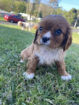 New Born Puppy In Melbourne Region Vic Dogs Puppies Gumtree Australia Free Local Classifieds
