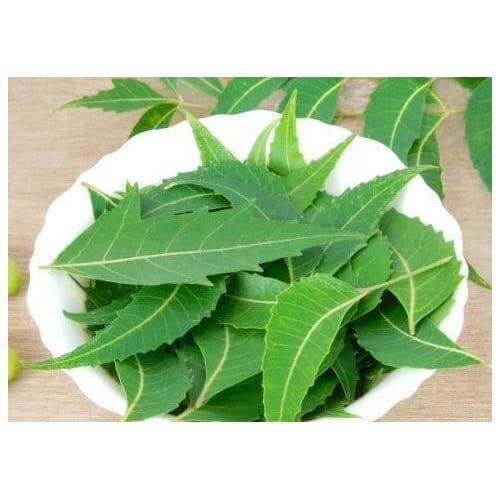 Natural Fresh Dried Neem Healthy Pure Organic 100g
