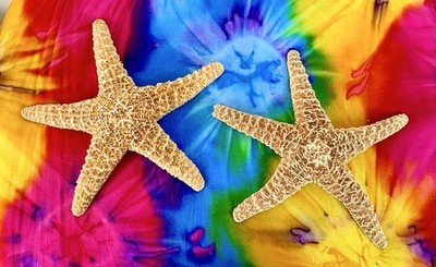 (2) Beautiful Starfish Giant 12  Real Sea Star Beach Nautical Décor Shells