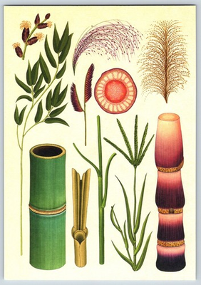 #ad Postcard Kew Botanicum Grasses Pink Muhlygrass Mosquito Grass Bermuda Grass $5.00