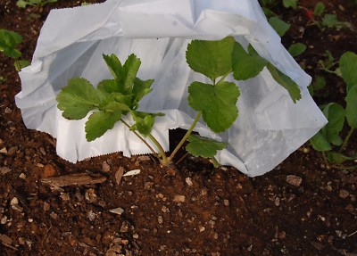 Hot Kaps - The Original King Plant Protectors - Extend Growing Season - Qty 500