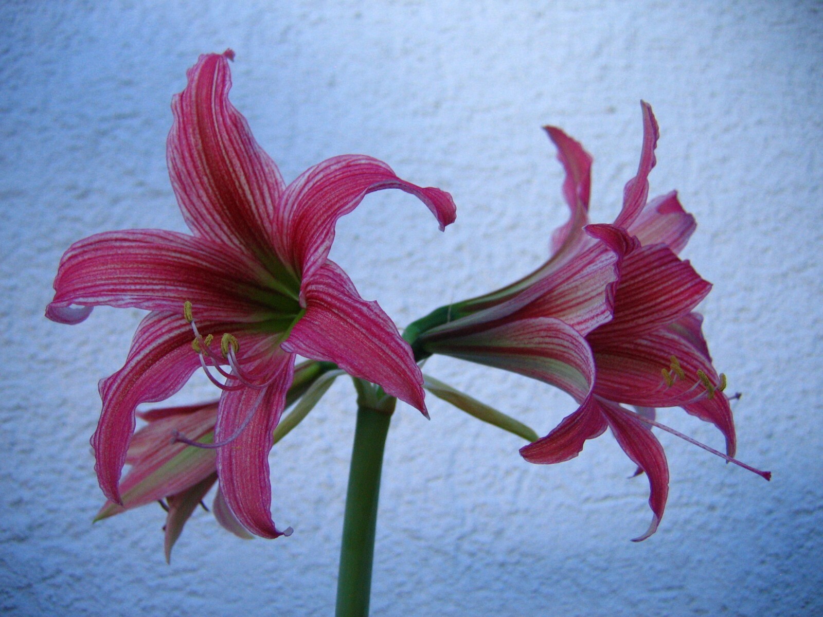 Hippeastrum 'Delta', Schößling/1 of Amaryllis bulb, d3cm. eBay