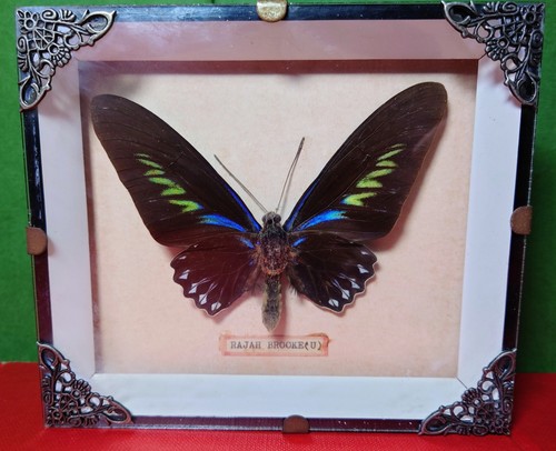 Vtg Framed Rajah Brooke Birdwing Butterfly Taxidermy Specimen